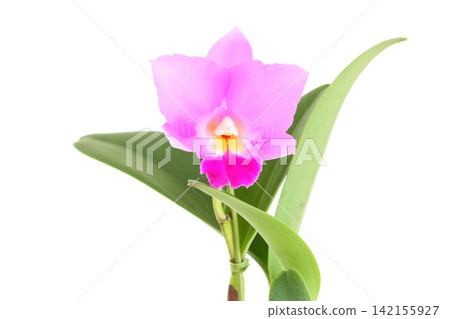 卡特蘭 Cosmo Aloha，粉紅色花朵，在明亮的背景下顯得格外醒目。 142155927