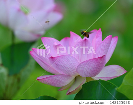 臼杵石佛池塘中盛開的蓮花 臼杵石佛池塘中盛開的蓮花 142155928