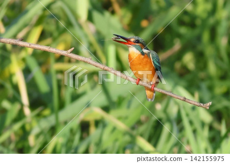 翠鳥捕到了一隻蝦子；它是水邊的一種野生鳥類。 142155975