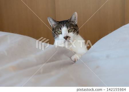 一隻可愛的虎斑貓探出頭來 一隻可愛的虎斑貓探出頭來 142155984