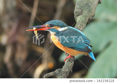 翠鳥捕到了一條小魚;它是水邊的一種野生鳥類。 翠鳥捕到了一條小魚;它是水邊的一種野生鳥類。 142156128