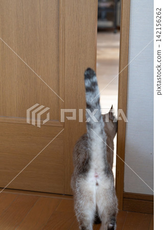 A cute Siamese cat's back view as it squeezes through a narrow space. A cute Siamese cat's back view as it squeezes through a narrow space. 142156262