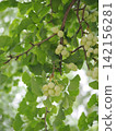 Ginkgo nuts that are still green 142156281