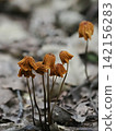 Autumn mushrooms 142156283