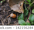 Acorn fell to the ground 142156284