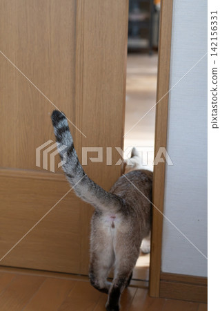A cute Siamese cat's back view as it squeezes through a narrow space. 142156331
