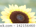 Sunflower 142156460