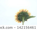 Behind the sunflower 142156461