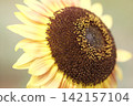 sunflower	 142157104