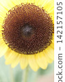sunflower	 142157105