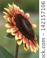 sunflower	 142157106