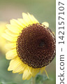 sunflower	 142157107