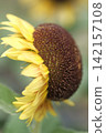 sunflower	 142157108