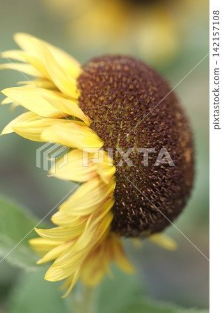 sunflower sunflower 142157108