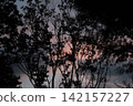 Evening scenery 142157227