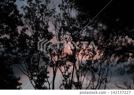 Evening scenery 142157227