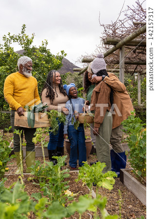 African American family harvesting greens in home garden, holding crate and baskets, wearing boots 142157317