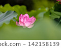 夏季圖片：粉紅蓮花 142158139