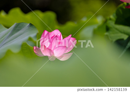 夏季圖片：粉紅蓮花 142158139