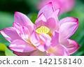 夏季圖片：粉紅蓮花 142158140