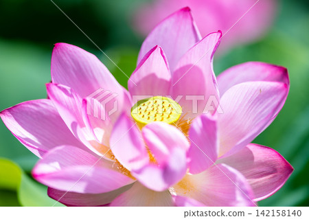 夏季圖片:粉紅蓮花 夏季圖片:粉紅蓮花 142158140