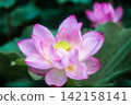 夏季圖片：粉紅蓮花 142158141