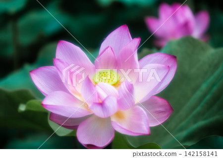 Summer season image: Pink lotus flower Summer season image: Pink lotus flower 142158141