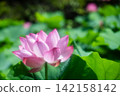 夏季圖片：粉紅蓮花 142158142