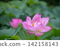 夏季圖片：粉紅蓮花 142158143