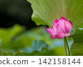 夏季圖片：粉紅蓮花 142158144