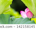 夏季圖片：粉紅蓮花 142158145
