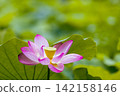 夏季圖片：粉紅蓮花 142158146