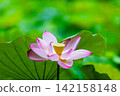 夏季圖片：粉紅蓮花 142158148