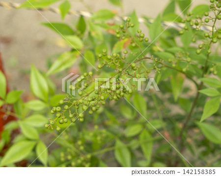 夏日南天竹帶著綠色的漿果 夏日南天竹帶著綠色的漿果 142158385