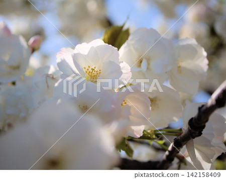 The cherry blossoms "Shirotae" bloomed beautifully in April. The cherry blossoms "Shirotae" bloomed beautifully in April. 142158409