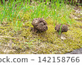 Morel mushrooms growing wild along the Kamo River 142158766
