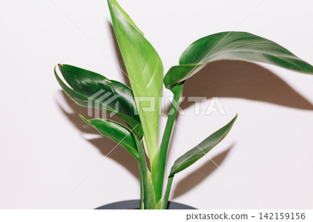 Houseplant on a white background Houseplant on a white background 142159156