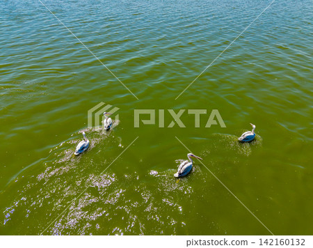Pelicans swim in a green water area in the afternoon sun at a coastal location Pelicans swim in a green water area in the afternoon sun at a coastal location 142160132
