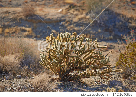 Cactus, plant and desert in California National park for summer, nature and environment. Adaptation, harvest and succulent in mountain for forage, sustainability and living organism for ecology Cactus, plant and desert in California National park for summer, nature and environment. Adaptation, harvest and succulent in mountain for forage, sustainability and living organism for ecology 142160393