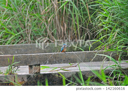 Kingfisher (Kingfisher) at Sayamaike Park, Mizuho Town, Tokyo. Kingfisher (Kingfisher) at Sayamaike Park, Mizuho Town, Tokyo. 142160616
