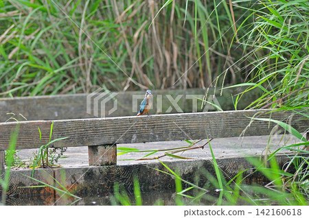 Kingfisher (Kingfisher) at Sayamaike Park, Mizuho Town, Tokyo. Kingfisher (Kingfisher) at Sayamaike Park, Mizuho Town, Tokyo. 142160618