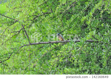 Kingfisher (Kingfisher) at Sayamaike Park, Mizuho Town, Tokyo. Kingfisher (Kingfisher) at Sayamaike Park, Mizuho Town, Tokyo. 142160649