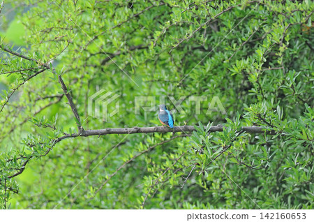 東京瑞穗町狹山池公園的翠鳥(Kingfisher)。 東京瑞穗町狹山池公園的翠鳥(Kingfisher)。 142160653