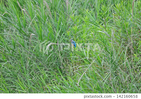 Kingfisher (Kingfisher) at Sayamaike Park, Mizuho Town, Tokyo. Kingfisher (Kingfisher) at Sayamaike Park, Mizuho Town, Tokyo. 142160658