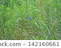 東京瑞穗町狹山池公園的翠鳥（Kingfisher）。 142160661