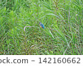 東京瑞穗町狹山池公園的翠鳥（Kingfisher）。 142160662