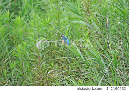 東京瑞穗町狹山池公園的翠鳥（Kingfisher）。 142160662