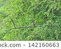 東京瑞穗町狹山池公園的翠鳥（Kingfisher）。 142160663