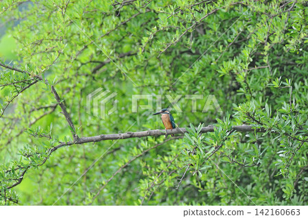 Kingfisher (Kingfisher) at Sayamaike Park, Mizuho Town, Tokyo. 142160663
