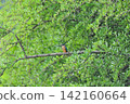 東京瑞穗町狹山池公園的翠鳥（Kingfisher）。 142160664